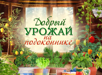 программа Загородная жизнь: Добрый урожай на подоконнике Что выросло на подоконнике