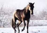 Карачаевская-порода-лошадей
