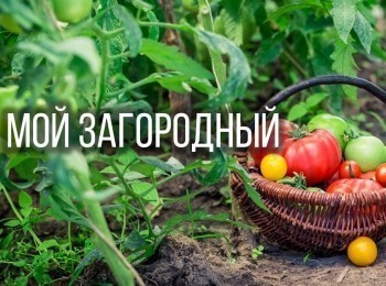 программа Загородный: Мой Загородный Огородные девайсы для рассады