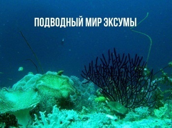 Подводный-мир-Эксумы-2-серия