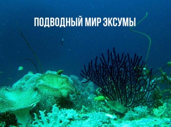 программа Морской: Подводный мир Эксумы