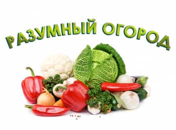 Разумный-огород-Бобы