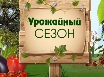 программа Загородная жизнь: Урожайный сезон Рассада для высадки в грунт