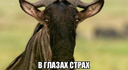 Trek: Spy on the Wildebeest кадры