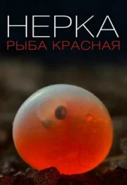 Нерка. Рыба красная кадр из фильма